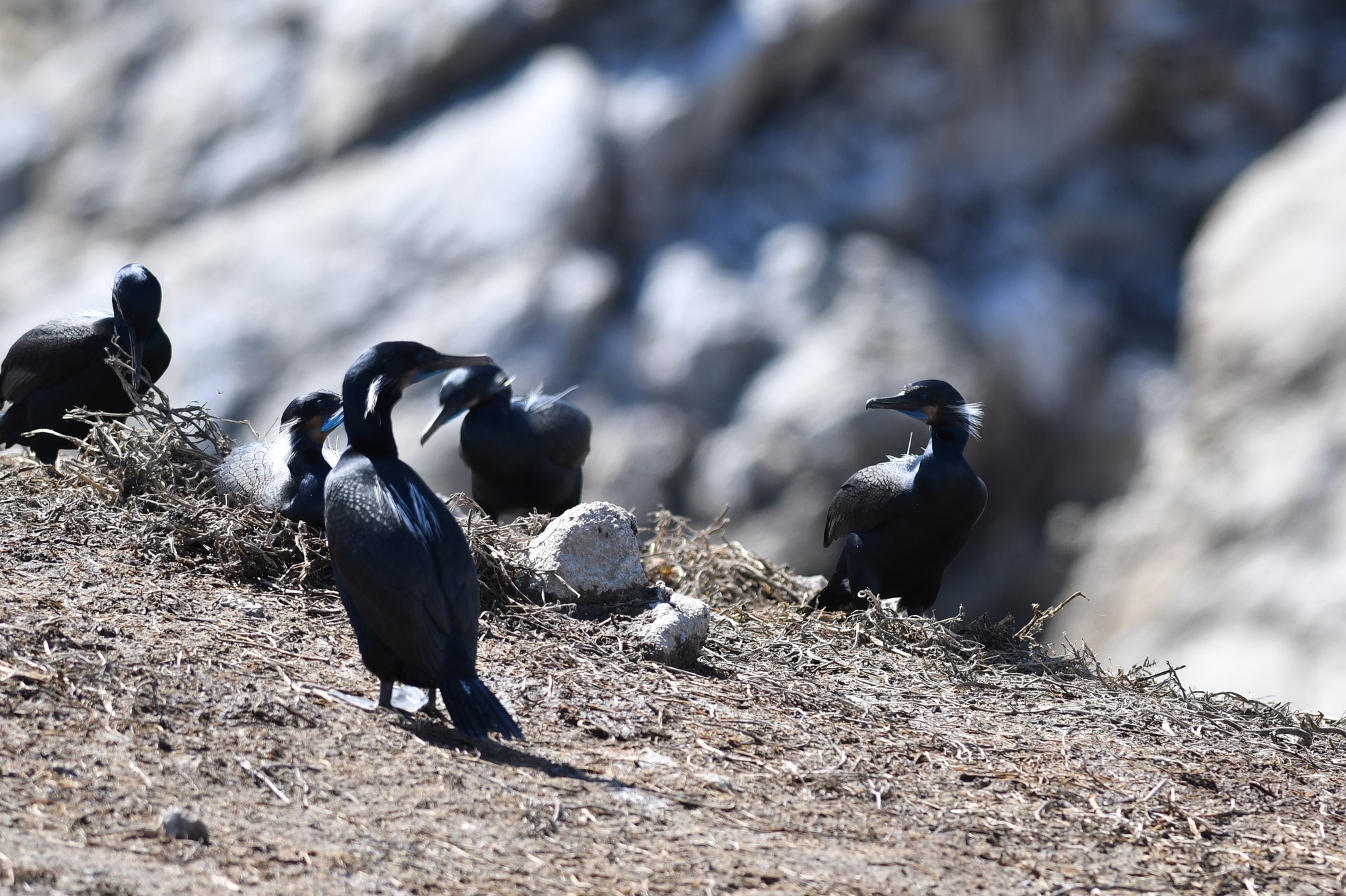 Brandt's cormorant (Urile penicillatus)